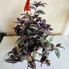 Tradescantia zebrina 4in pot - Image 1