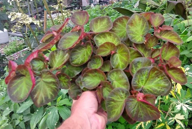 Trailing Manaus Begonia Live Plant – 4in Tall Starter Plant – Rare Tropical Houseplant – Shade Loving - Image 2