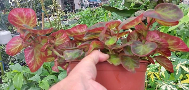 Trailing Manaus Begonia Live Plant – 4in Tall Starter Plant – Rare Tropical Houseplant – Shade Loving - Image 3