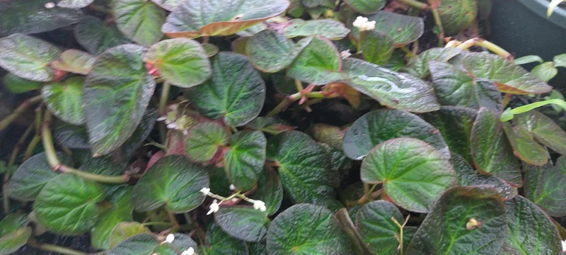 Trailing Manaus Begonia Live Plant – 4in Tall Starter Plant – Rare Tropical Houseplant – Shade Loving - Image 4