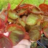 Trailing Manaus Begonia Live Plant – 4in Tall Starter Plant – Rare Tropical Houseplant – Shade Loving - Image 1
