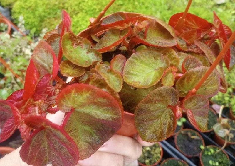Trailing Manaus Begonia Live Plant – 4in Tall Starter Plant – Rare Tropical Houseplant – Shade Loving - Image 1