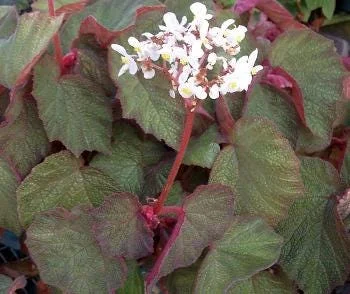 Trailing Morocco Begonia Live Plant - 3.25 inch Pot - Indoor/Outdoor Foliage - Image 1