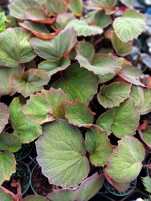 Trailing Morocco Begonia Live Plant - 3.25 inch Pot - Indoor/Outdoor Foliage - Image 2