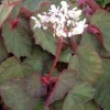 Trailing Morocco Begonia Live Plant - 3.25" Pot - Indoor/Outdoor Hanging Basket - Image 1