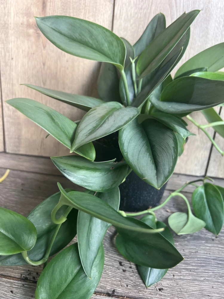 Treubii Moonlight Scindapsus Live Plant – Potted Houseplant – 6 inch Pot – Indoor - Cannot ship to CA - Image 2