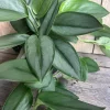 Treubii Moonlight Scindapsus Live Plant – Potted Houseplant – 6 inch Pot – Indoor - Cannot ship to CA - Image 1