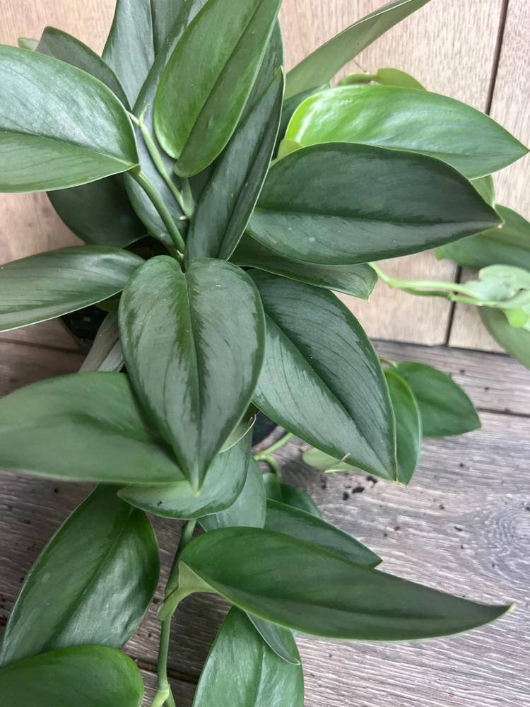 Treubii Moonlight Scindapsus Live Plant – Potted Houseplant – 6 inch Pot – Indoor - Cannot ship to CA - Image 1