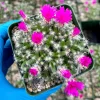 Trichodiadema Densum Succulent Live Plant – 4 inch Pot – Flowering Desert Rose - Image 1