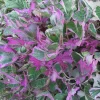 Tricolor Sweet Potato Vine Live Plant - Green, White & Pink Foliage - Image 1