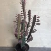 Trigona Purple 4" Pot - African Milk Tree Live Succulent Plant - Indoor - Cannot ship to CA - Image 1