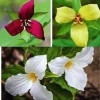 Trillium Mix Flower Bulbs - 15 Pack, 3 Colors - (Trillium erectum) - Image 1