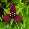 Trillium sulcatum Bare Roots - 5 Pack - Deep Shade Perennial - Image 1