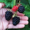 Triple Crown Blackberry Live Plant - Thornless Rubus fruticosus - 3-8 inch Tall - Image 1