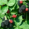 Triple Crown Blackberry Live Plant - Thornless Rubus fruticosus - 3-8" Tall - Image 1