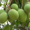 Triple Sec Mango Tree - Grafted Live Plant - 3 Gallon Pot - Fruit Bearing - Cannot ship to CA - Image 1