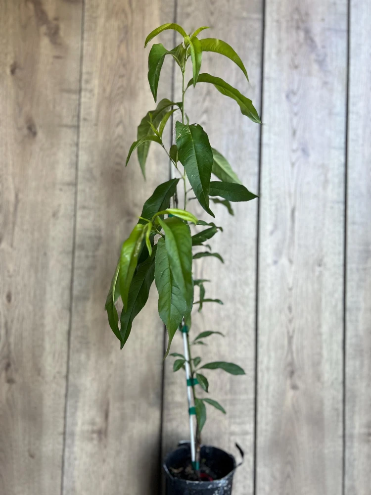 Tropic Beauty Peach Tree Live Plant – Grafted, 1/2 Gallon Pot, Low Chill - Cannot ship to CA - Image 2