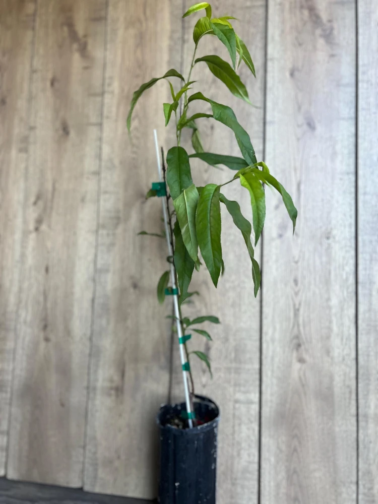 Tropic Beauty Peach Tree Live Plant – Grafted, 1/2 Gallon Pot, Low Chill - Cannot ship to CA - Image 3
