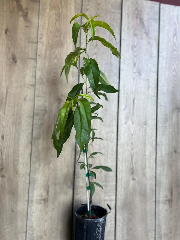 Tropic Beauty Peach Tree Live Plant – Grafted, 1/2 Gallon Pot, Low Chill - Cannot ship to CA - Image 4