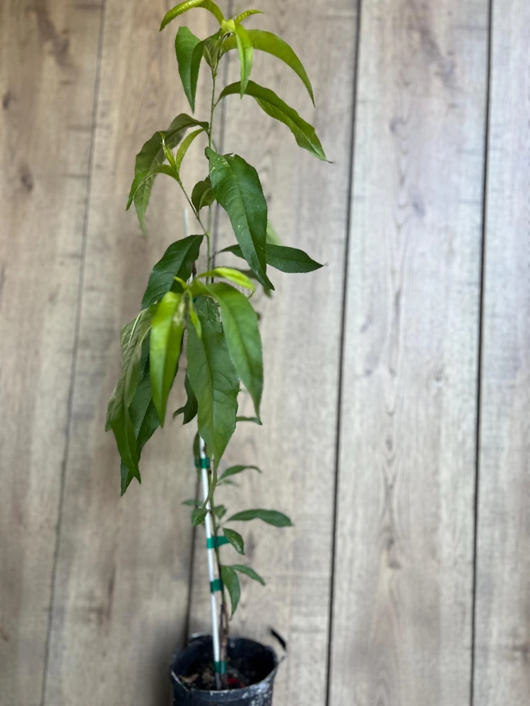 Tropic Beauty Peach Tree Live Plant – Grafted, 1/2 Gallon Pot, Low Chill - Cannot ship to CA - Image 5