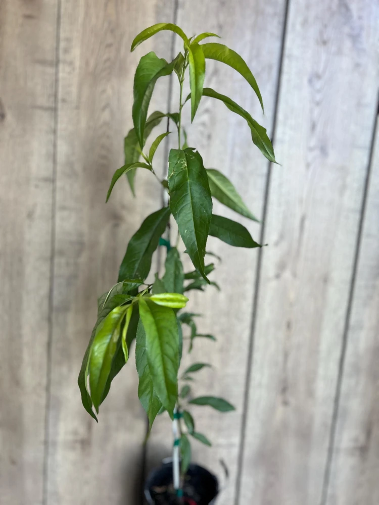 Tropic Beauty Peach Tree Live Plant – Grafted, 1/2 Gallon Pot, Low Chill - Cannot ship to CA - Image 6