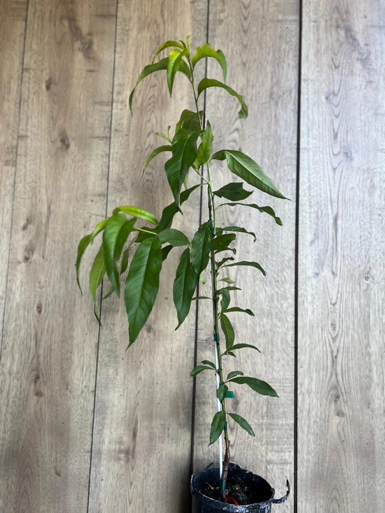 Tropic Beauty Peach Tree Live Plant – Grafted, 1/2 Gallon Pot, Low Chill - Cannot ship to CA - Image 7