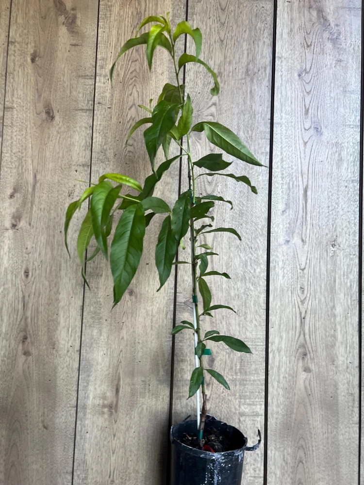 Tropic Beauty Peach Tree Live Plant – Grafted, 1/2 Gallon Pot, Low Chill - Cannot ship to CA - Image 8