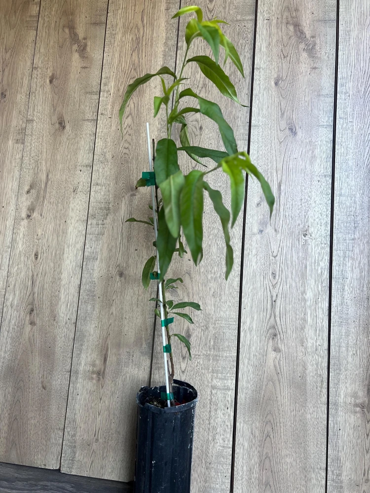 Tropic Beauty Peach Tree Live Plant – Grafted, 1/2 Gallon Pot, Low Chill - Cannot ship to CA - Image 9