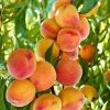 Tropic Beauty Peach Tree Live Plant – Grafted, 1/2 Gallon Pot, Low Chill - Cannot ship to CA - Image 1
