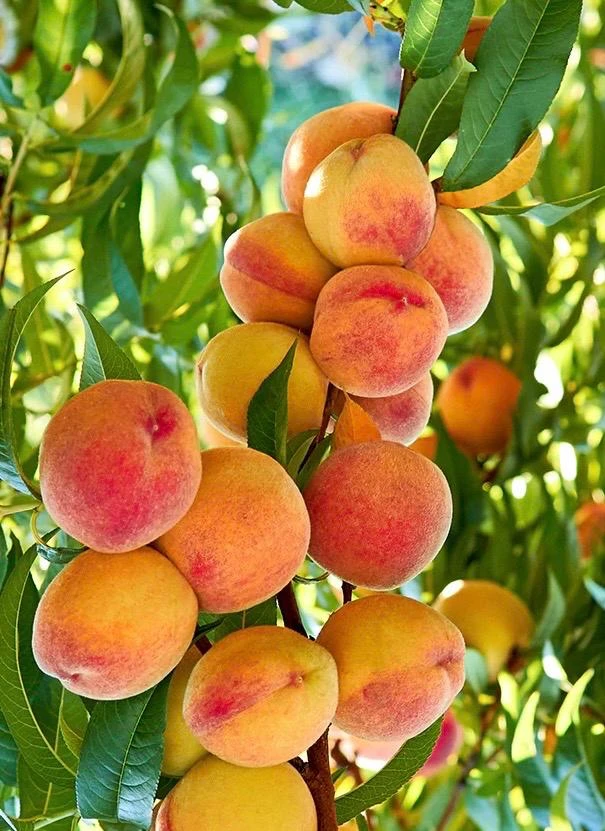 Tropic Beauty Peach Tree Live Plant – Grafted, 1/2 Gallon Pot, Low Chill - Cannot ship to CA - Image 1