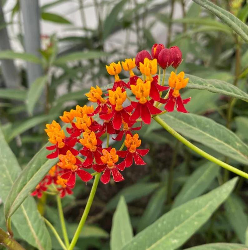 Tropical Milkweed Live Plant - Asclepias curassavica - 3-6" Tall - Outdoor Pollinator Flower - Image 2