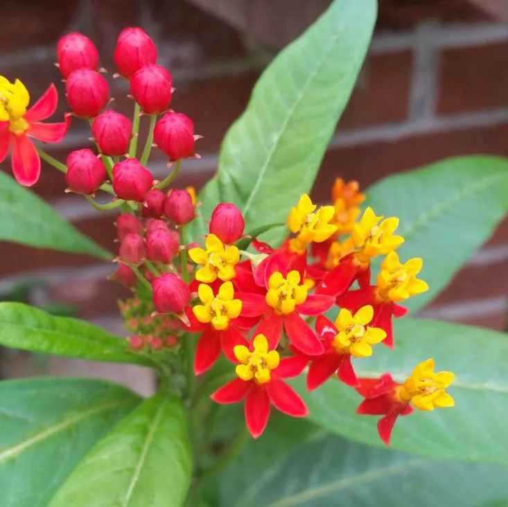 Tropical Milkweed Live Plant - Asclepias curassavica - 3-6" Tall - Pollinator Flower - Image 2