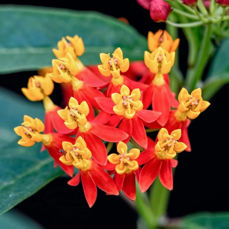 Tropical Milkweed Live Plant - Asclepias curassavica 4in Pot - Red & Yellow Blooms - Image 2