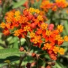 Tropical Milkweed Live Plant - Asclepias curassavica 4in Pot - Red & Yellow Blooms - Image 1