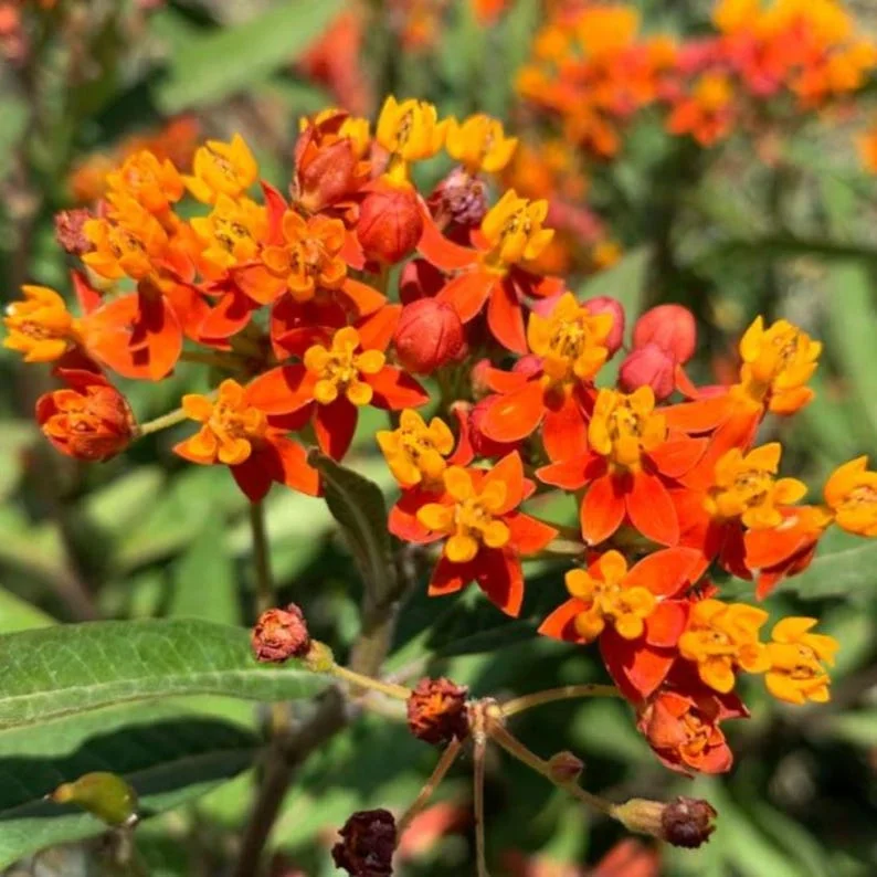 Tropical Milkweed Live Plant - Asclepias curassavica 4in Pot - Red & Yellow Blooms - Image 1