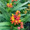 Tropical Milkweed Live Plant - Asclepias curassavica - 3-6" Tall - Pollinator Flower - Image 1