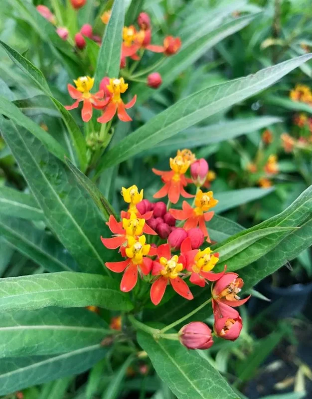 Tropical Milkweed Live Plant - Asclepias curassavica - 3-6" Tall - Pollinator Flower - Image 1