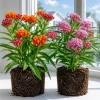 Tropical Milkweed Live Plants - Set of 2, 4-8 Inch Tall, Perennial - Image 1