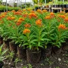 Tropical Milkweed Live Plants (Set of 4) – Orange Red Flowers, 4-8 Inch Tall - Image 1