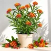 Tropical Milkweed Plants Live - Set of 2, 4-8 Inch Tall, Orange Red Flowers, Outdoor Perennial - Image 1