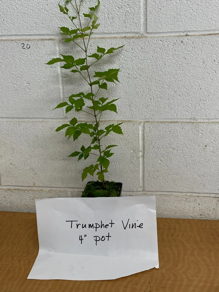 Trumpet Vine Live Plant – 2.5-inch Pot – Fast Growing Flowering Climber - Image 2