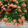 Trumpet Vine Live Plant – 2.5-inch Pot – Fast Growing Flowering Climber - Image 1