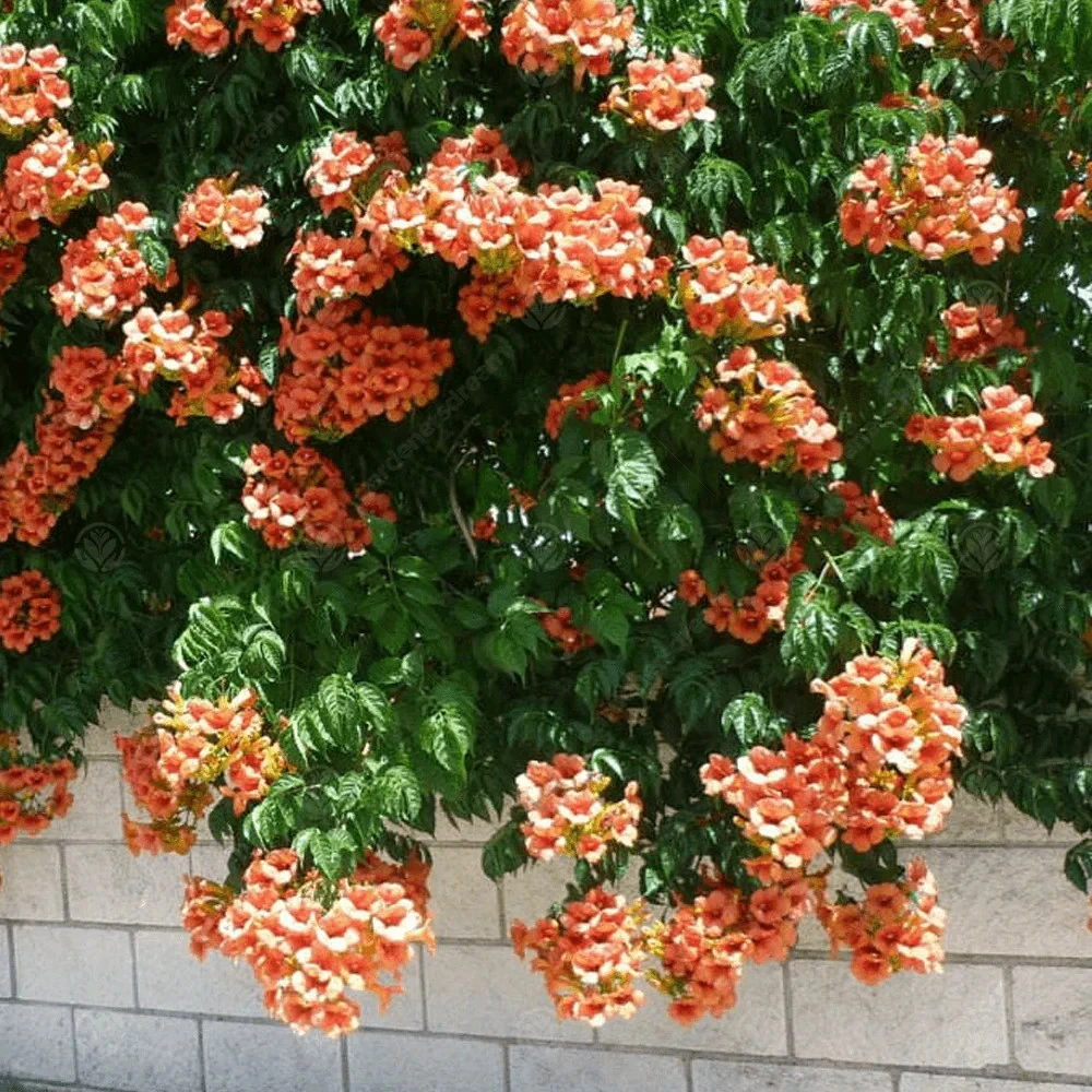 Trumpet Vine Live Plant – 2.5-inch Pot – Fast Growing Flowering Climber - Image 1