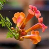 Trumpet Vine Live Plant, 4 inch Pot, Campsis Radicans, Outdoor Climbing - Image 1