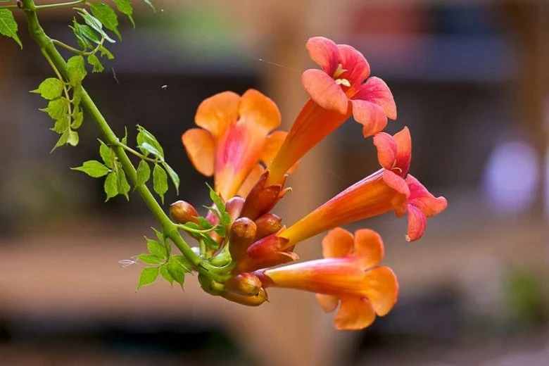 Trumpet Vine Live Plant, 4 inch Pot, Campsis Radicans, Outdoor Climbing - Image 1