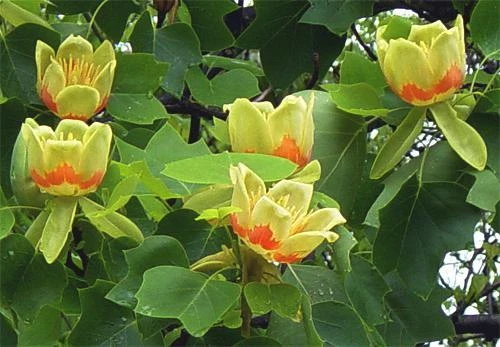 Tulip Poplar Tree Live Plant – 1 Quart Pot – Fast Growing Outdoor Shade Tree - Image 2