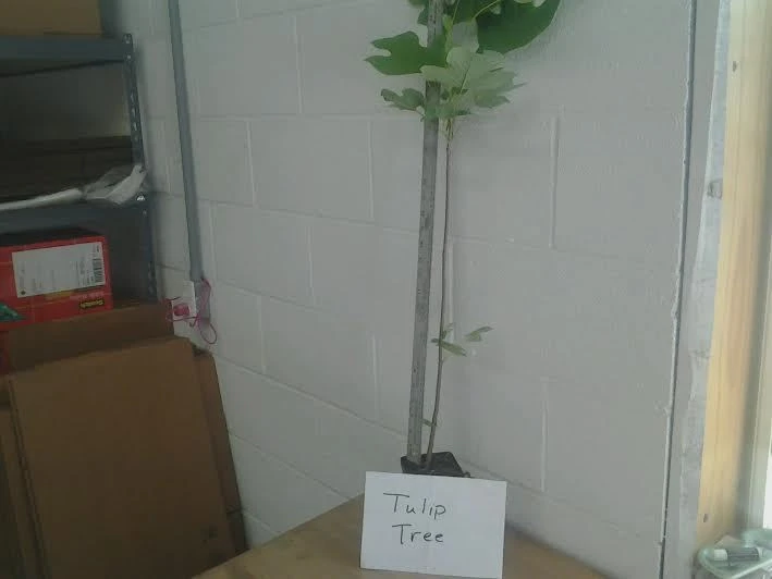 Tulip Poplar Tree Live Plant – 1 Quart Pot – Fast Growing Outdoor Shade Tree - Image 3