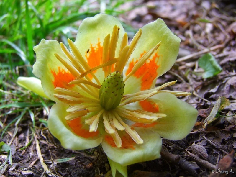 Tulip Poplar Tree Live Plant – 1 Quart Pot – Fast Growing Outdoor Shade Tree - Image 4