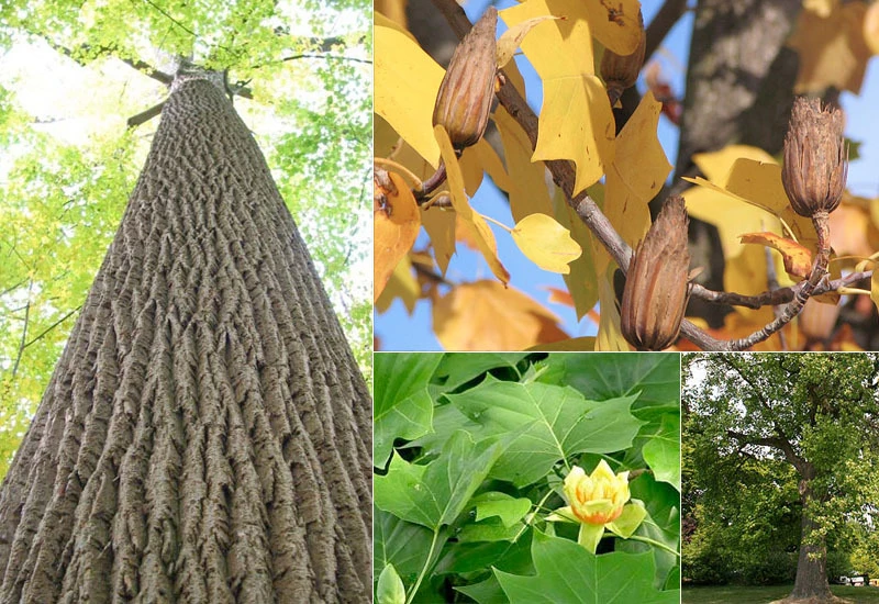 Tulip Poplar Tree Live Plant – 1 Quart Pot – Fast Growing Outdoor Shade Tree - Image 5