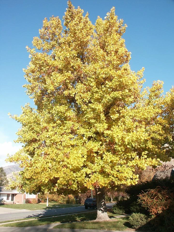 Tulip Poplar Tree Live Plant – 1 Quart Pot – Fast Growing Outdoor Shade Tree - Image 6